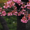 しっとりと寒緋桜