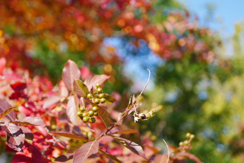 百日紅の紅葉