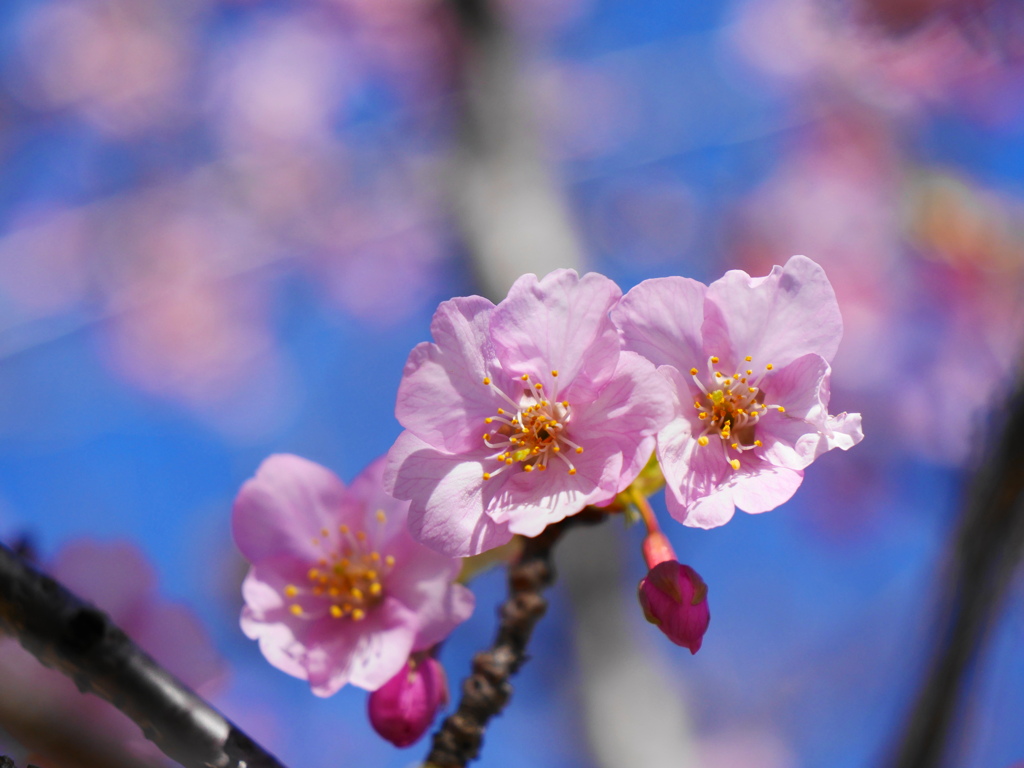 河津桜