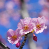 河津桜