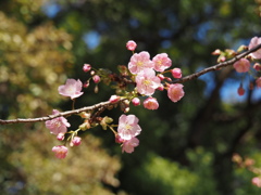 河津桜1