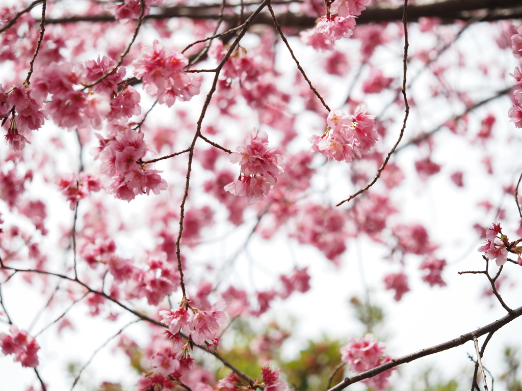 満開の寒桜