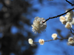 田園調布を歩く　白梅