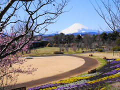 富士山の見える公園