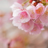 熱海桜2