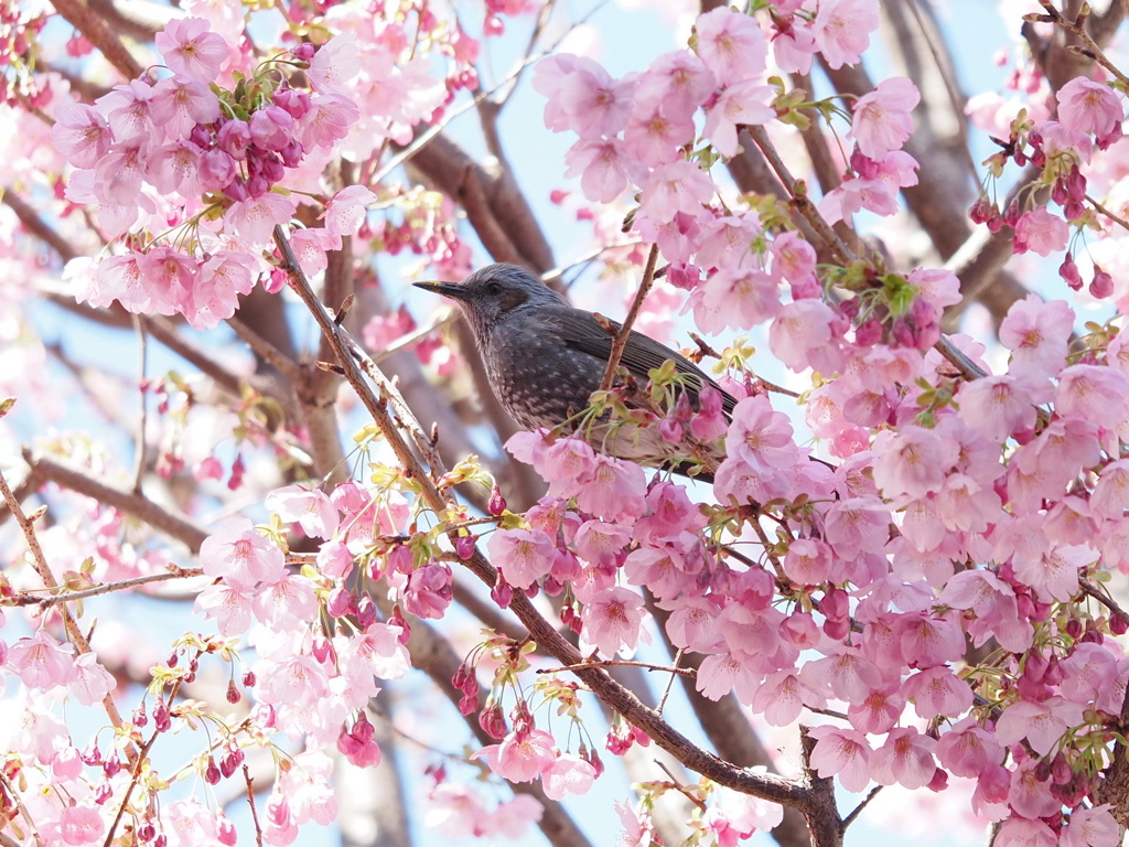 陽光桜ヒヨドリ