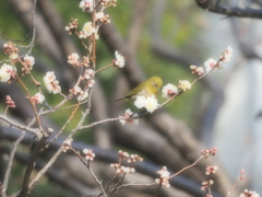 白梅にメジロさん1