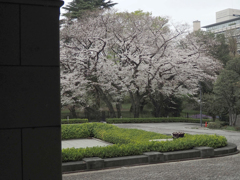 白金台の桜　1