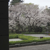 白金台の桜　1