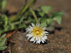 白花タンポポ