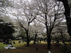 白金台の桜　8