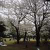 白金台の桜　8