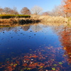 尾根見の池