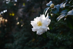 純白の山茶花