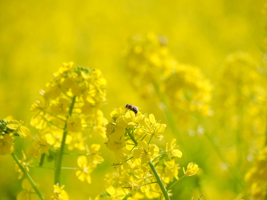 菜の花とミツバチ