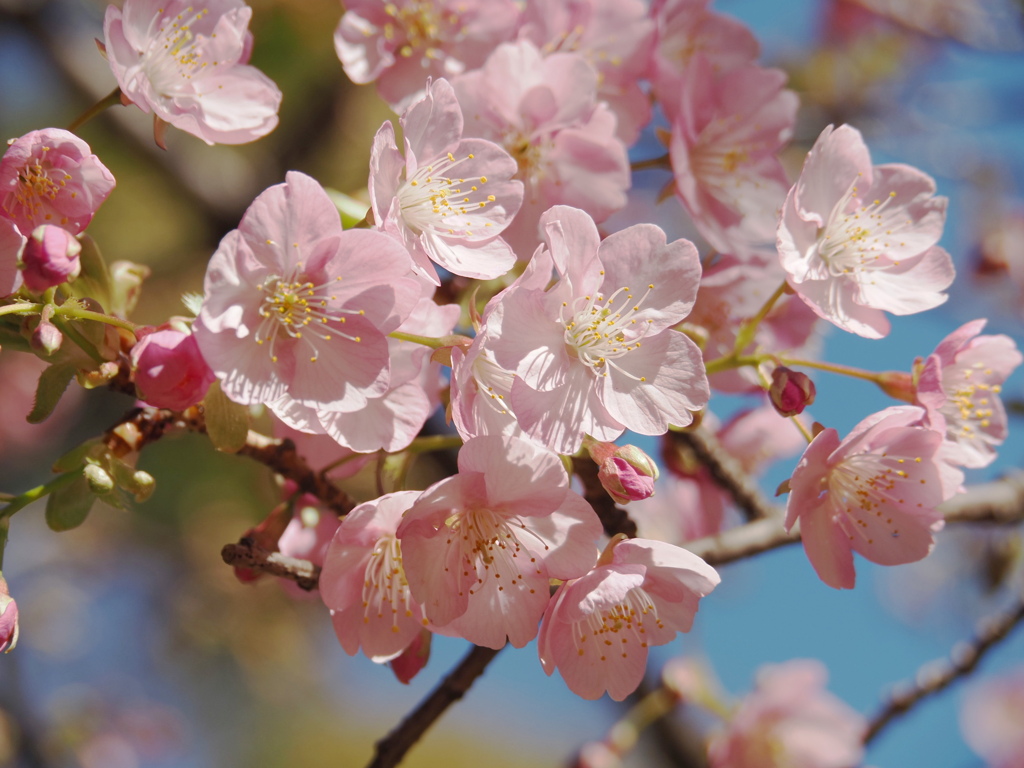 河津桜2