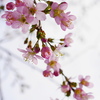 ヒマラヤ桜2