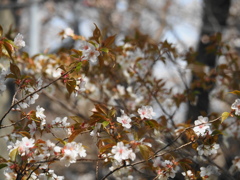 山桜