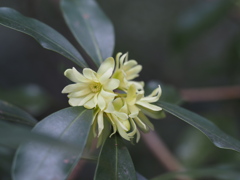 樒の花