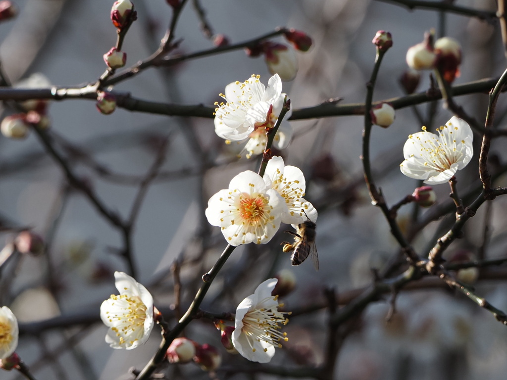 白梅には蜂