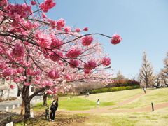 週末のお花見