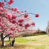 週末のお花見