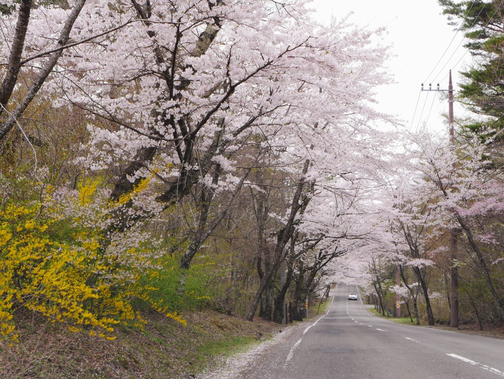富士北麓のドライブ