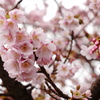 熱海桜1