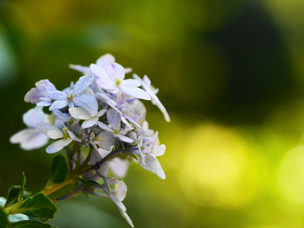 季節外れの紫陽花