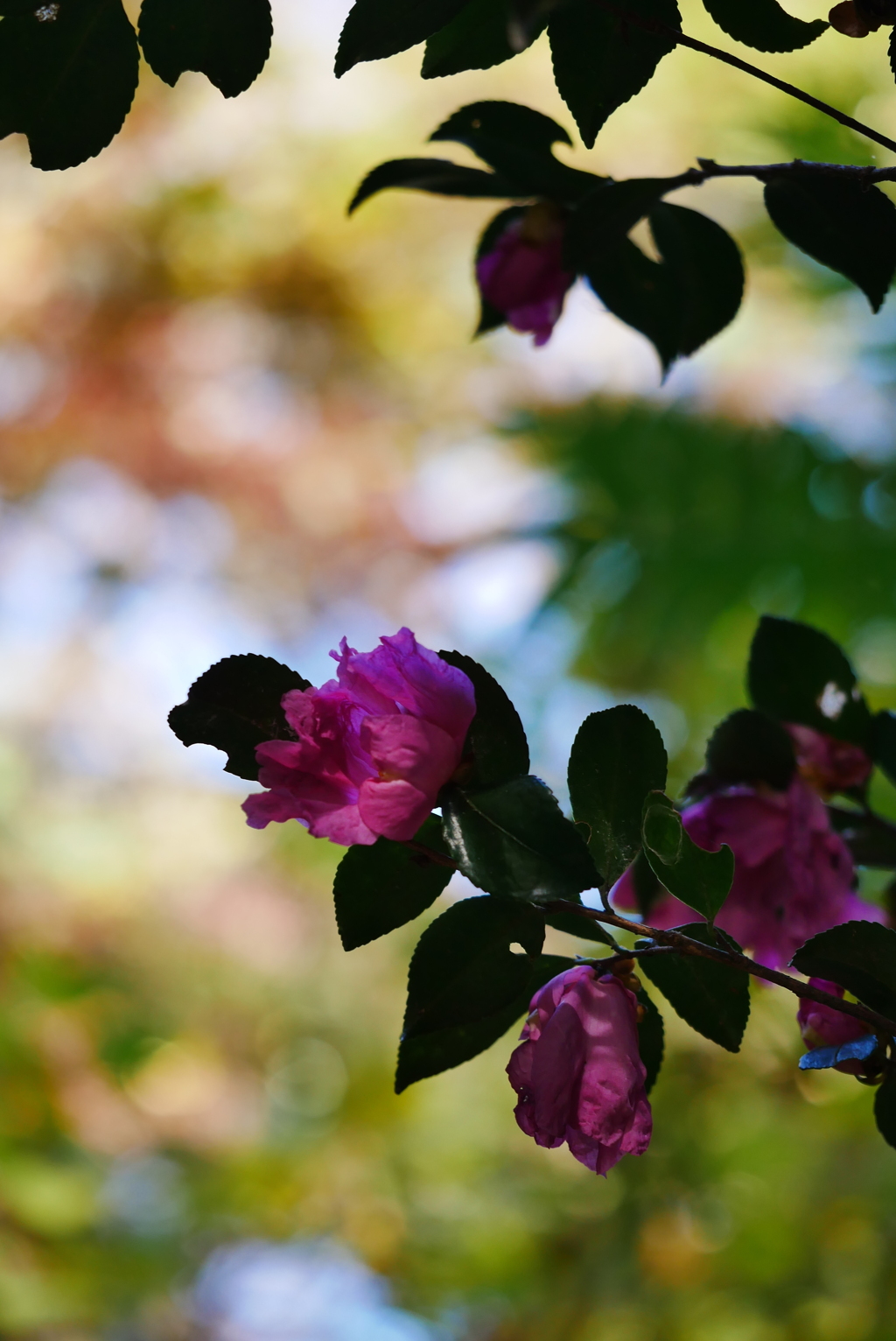 山茶花
