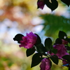 山茶花