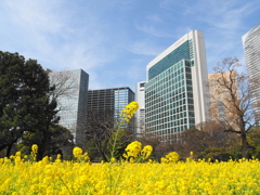 浜離宮のお花畑