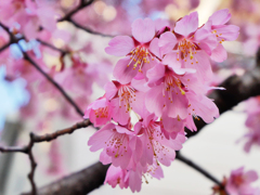 オカメ桜