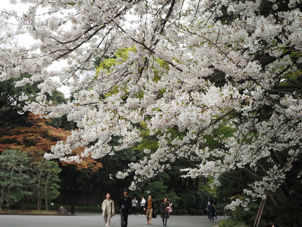 白金台の桜　6