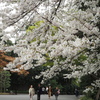 白金台の桜　6