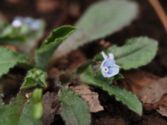 山瑠璃草