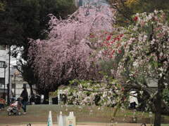 白金台の桜　2