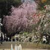 白金台の桜　2