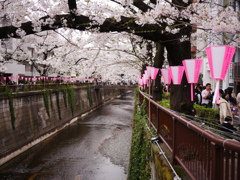 目黒川桜まつり　1