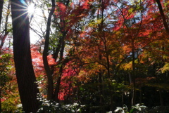 イロハモミジと光芒