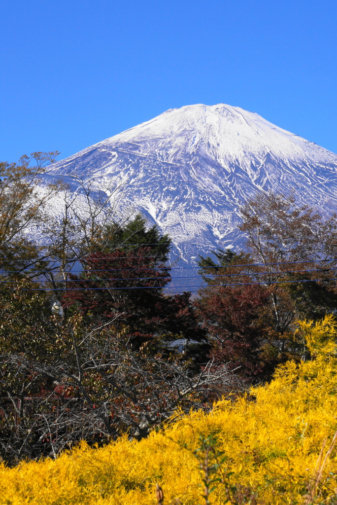 薄雪の富士と黄色