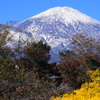 薄雪の富士と黄色