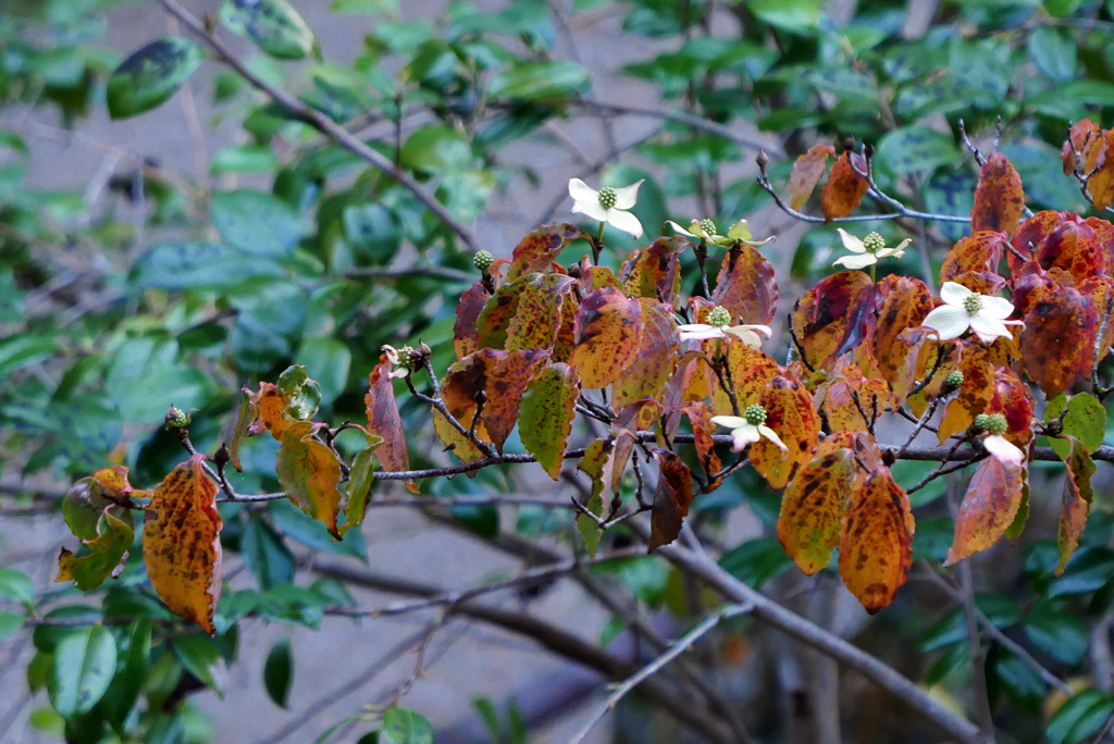 紅葉のヤマボウシに花