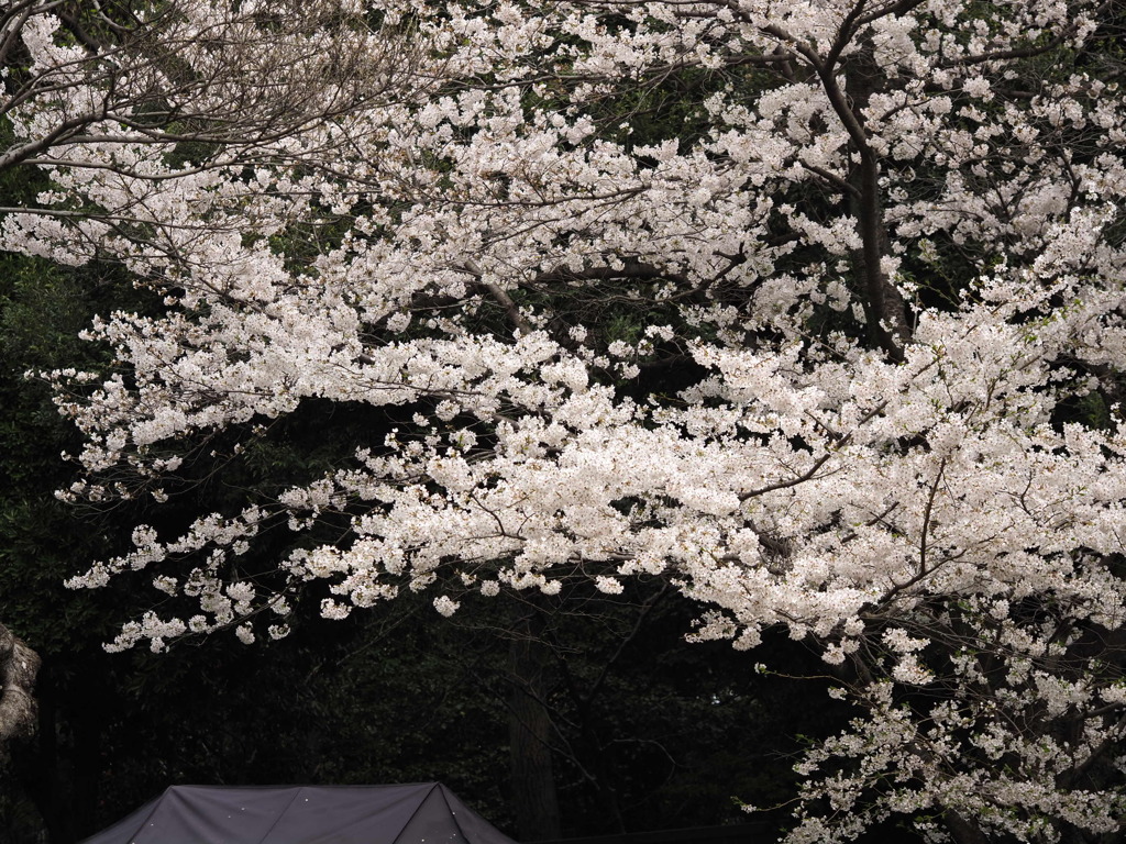 白金台の桜　5