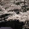 白金台の桜　5