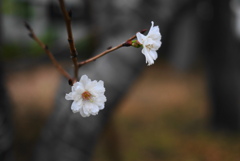 冬桜