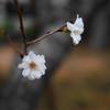 冬桜