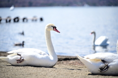 白鳥の湖