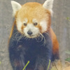 レッサーパンダ