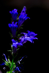 Great Blue Lobelia